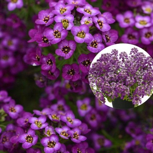 Lobularia maritina 'Princess in Purple' - Rand-kivikilbik 'Princess in Purple'